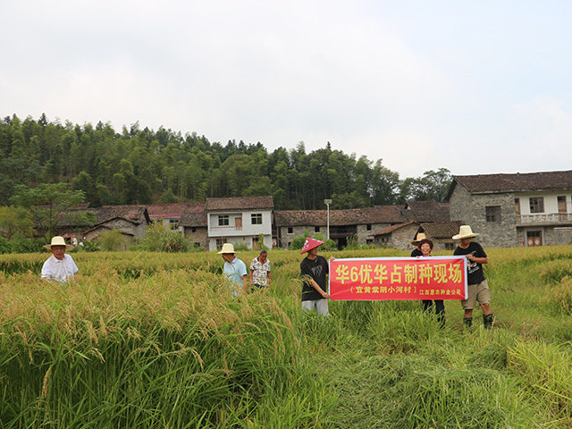 华6优华占制种现场